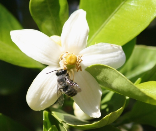 Native bee pollinating a citrus bloom