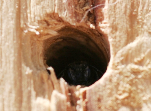 bee-in-nest